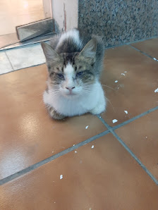Alhamra Pet Care Clinic thumb 6
